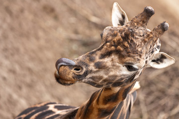 Giraffe schleckt mit der Zunge