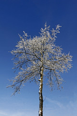 Birke im Winter - Birch in winter, Lower Saxony, Germany