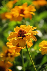 Mexikanische Sonnenblume (Tithonia diversifolia)