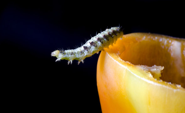 caterpillar and vegetable