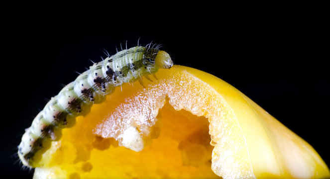worm and vegetable