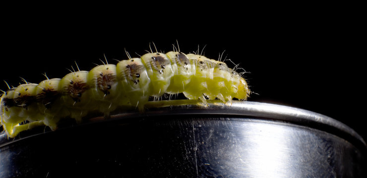 small caterpillar on the edge