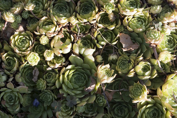 Sempervivum globiferum Succulent plants