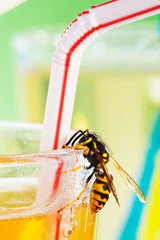 yellow jacket at drinking glass with apple spritzer  03
