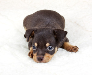 chihuahua puppy in studio