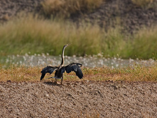 African Darter drying