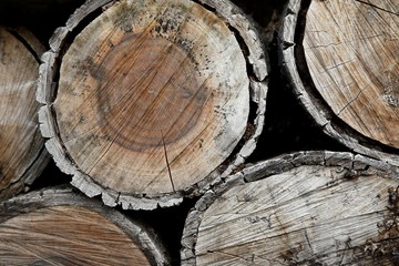 Naklejka premium Logs