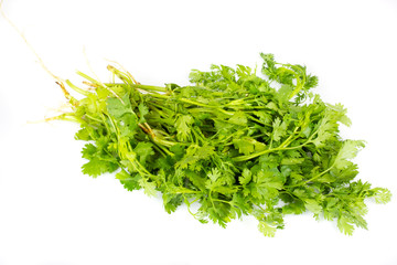 fresh coriander (cilantro) herb isolated on a white background