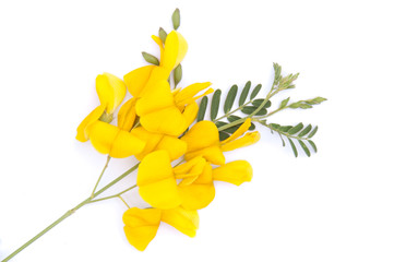 Sesbania flower. A kind of plant in Thailand.