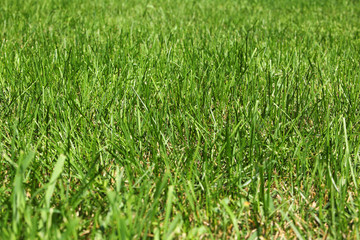 Green wild grass background