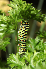 Raupe im Kräutergarten