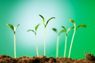 Green seedling illustrating concept of new life