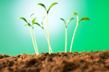 Green seedling illustrating concept of new life