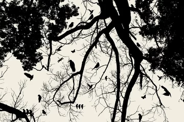 Fototapete Vögel am Baum Baum und Vogel