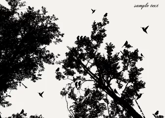 Foto op Plexiglas Vogels in boom boom en vogel