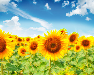 Fototapeta premium beautiful sunflowers with blue sky .Image