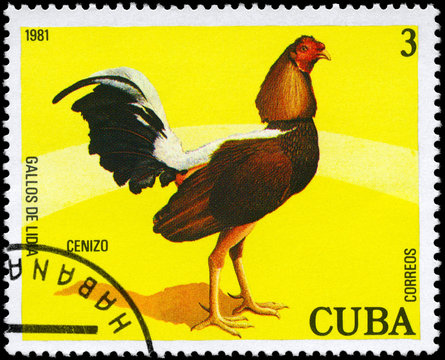 CUBA - CIRCA 1981 Cenizo
