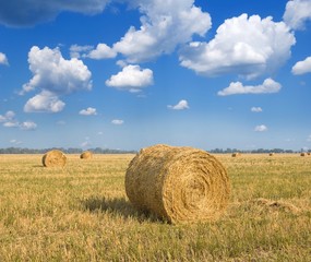 rural field after a harves