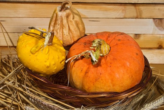 varicoloured pumpkins in a backet near a wooden fence