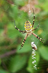 Spider - argiope aurantia