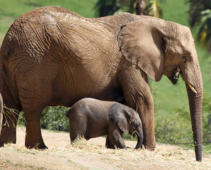 Fototapeta premium Mother and baby elephant