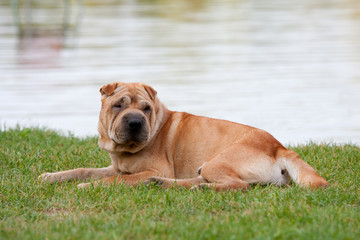 sharpei dog