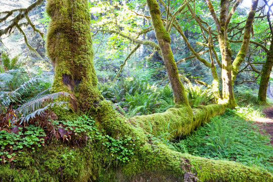Fototapeta Green rain forest