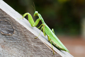 Praying mantis