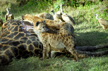 Spotted hyena, Kruger National Park, South African Republic