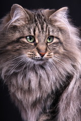 portrait study of young female cat Norwegian