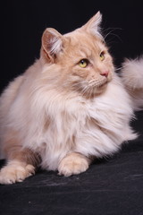 Fototapeta na wymiar portrait study of young male cat Norwegian