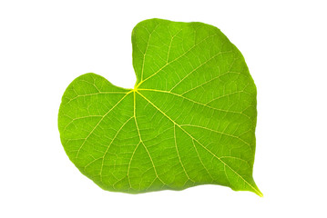 Fototapeta na wymiar Natural leaf with lovely heart pattern