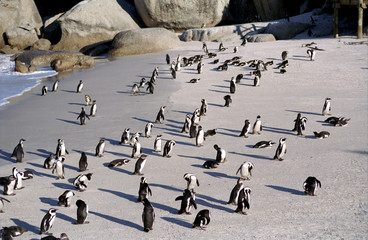 Jackass penguins, Cape of Good Hope, South Africa