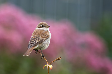 Red-backed shrike