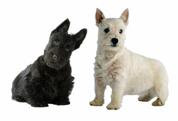 scott et west en Black and White