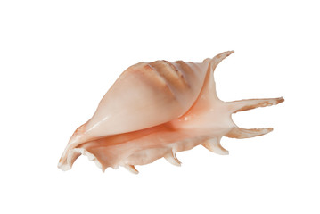 shell