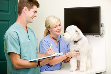 Dog Vet Check-Up