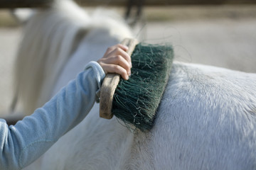 brossage du cheval