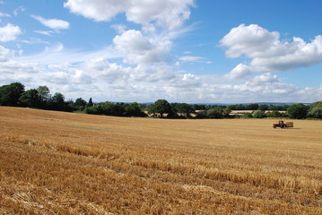 Fototapeta premium Barley harvest