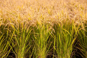 Paddy rice