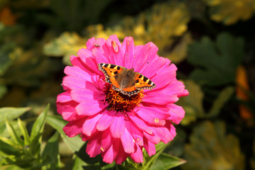 Small tortoise shell butterfly