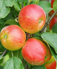 Reife leckere Äpfel - Delicious Apples