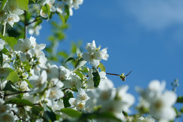 White jasmine flowers