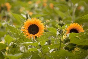 Girasoli