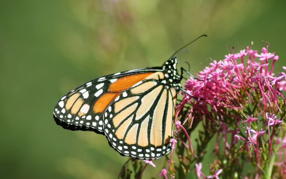 monarchfalter