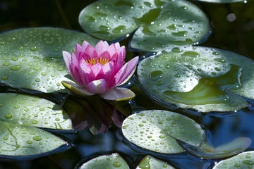 Fotobehang Waterlelie Water-lily