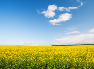 Green field with flowers under blue cloudy sky