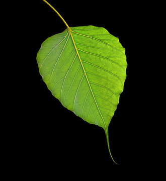 leaf isolated on black background