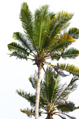 Philippines palm tree