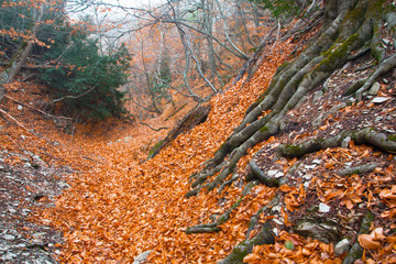 Autumn ancient forest